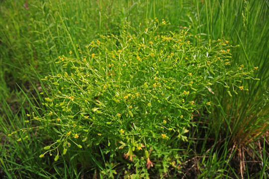 石龙芮