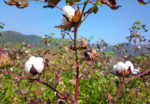 棉花树