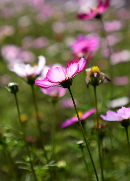 阳光下的粉色小花