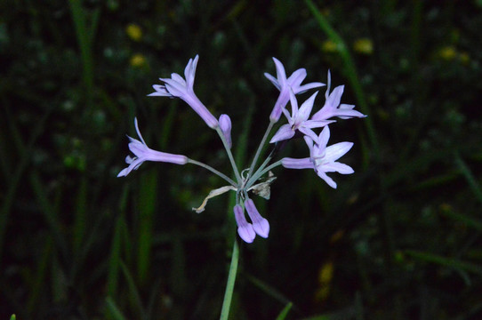 夜幕下的花朵