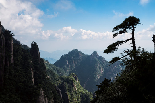 三清山上的松树