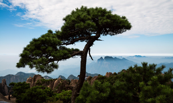 高山上的松树