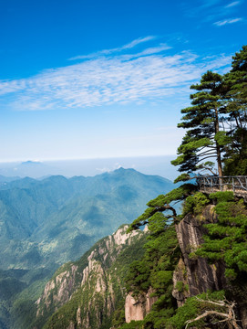 三清山上的松树