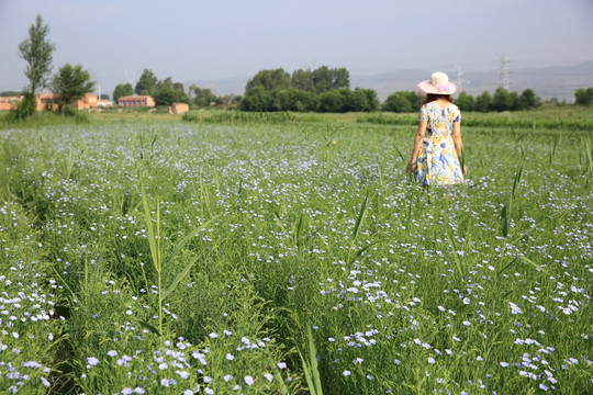 胡麻地