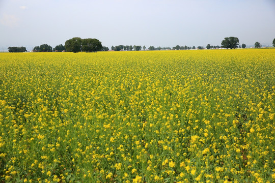 油菜花