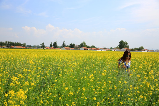 油菜花