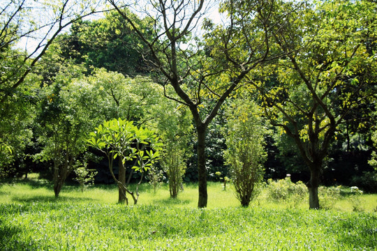 树林 草地 树叶 森林