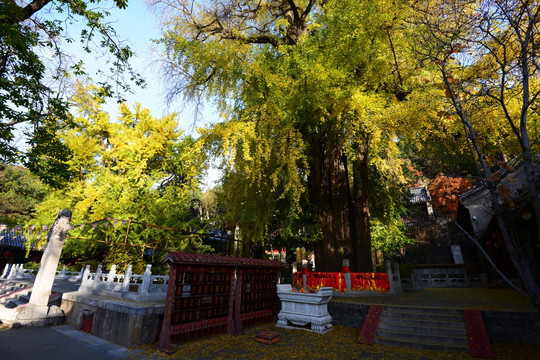 北京潭柘寺 帝王树