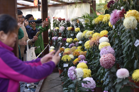 趵突泉菊花展