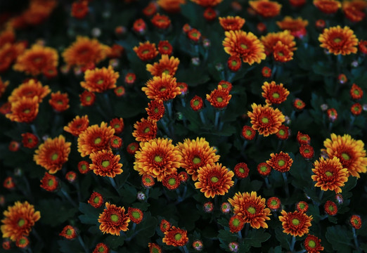 菊花
