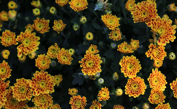 菊花