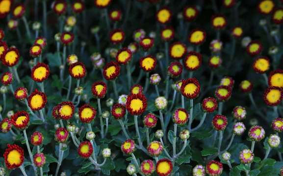 菊花