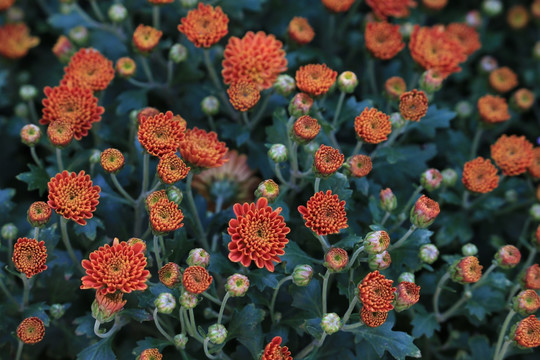 菊花