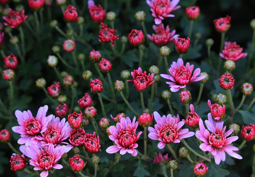 菊花