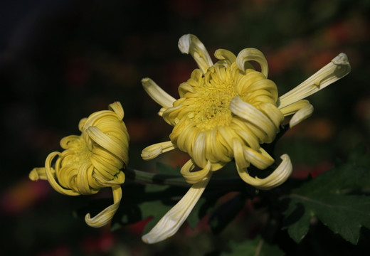 菊花