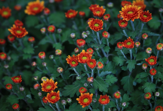 菊花