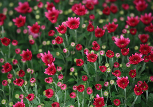 菊花