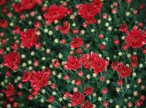 菊花
