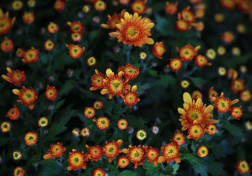 菊花