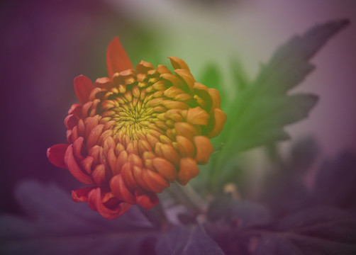 菊花