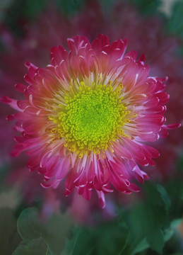 菊花