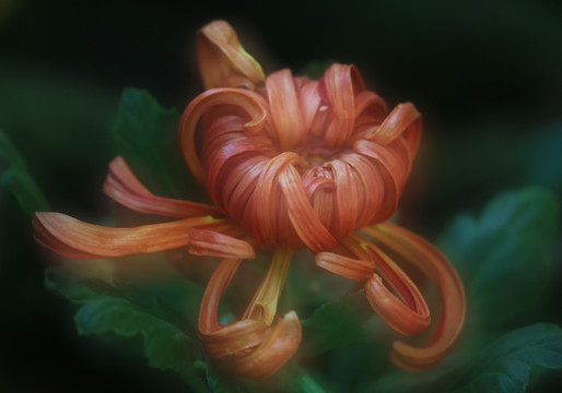 菊花