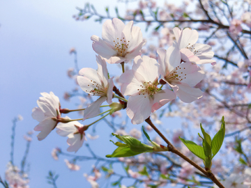 樱花