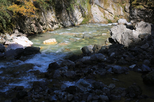 红树林 河流