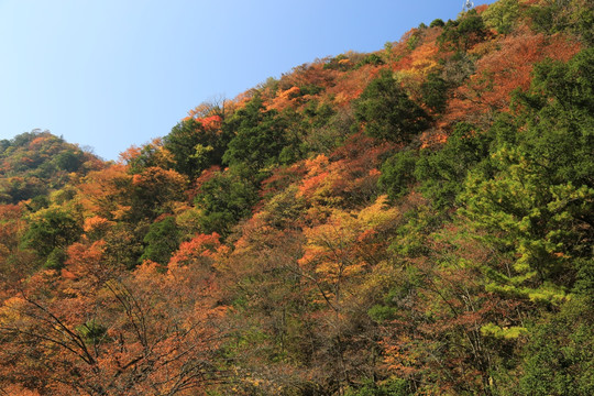 美丽秋天 层林尽染