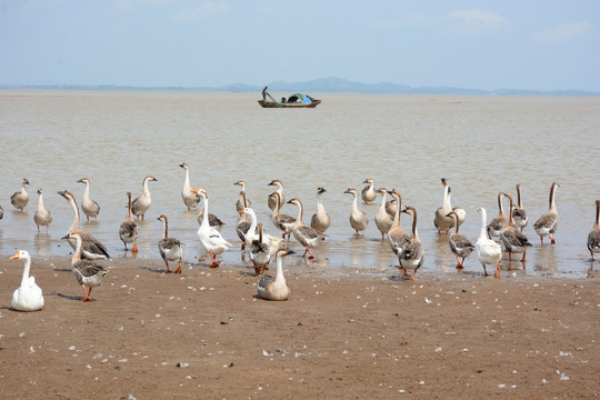 鄱阳湖 鄱阳湖湿地公园