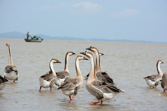 鄱阳湖 鄱阳湖湿地公园