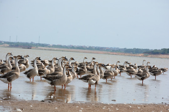 鄱阳湖 鄱阳湖湿地公园