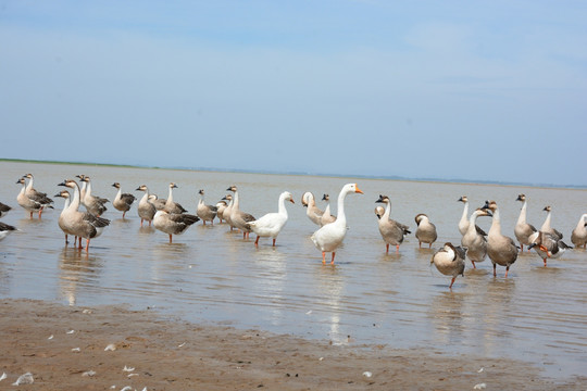 鄱阳湖 鄱阳湖湿地公园