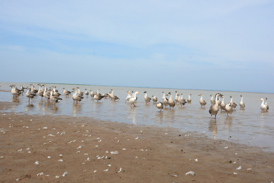 鄱阳湖 鄱阳湖湿地公园