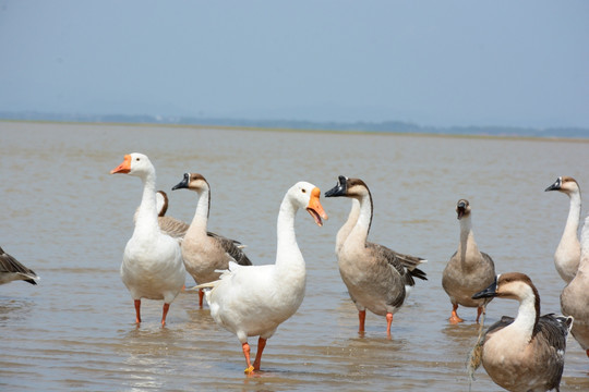 鄱阳湖 鄱阳湖湿地公园