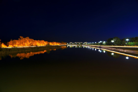 额济纳 胡杨林 夜景