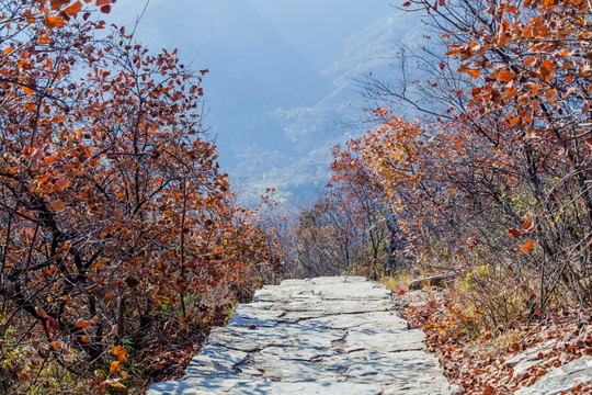 坡峰岭 黄栌 红叶