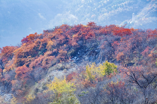 坡峰岭 黄栌 红叶