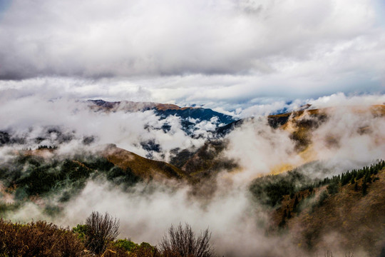 高山云雾