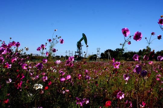 鲜花油田