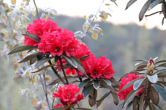 杜鹃花