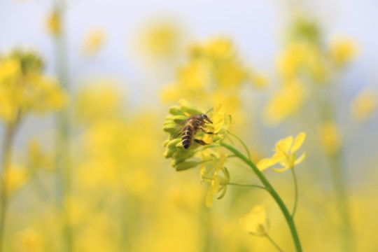 油菜花