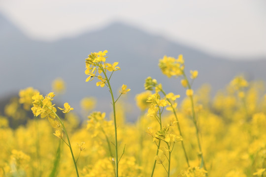 油菜花