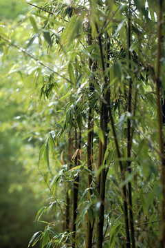 雨中竹 挺拔 竹叶