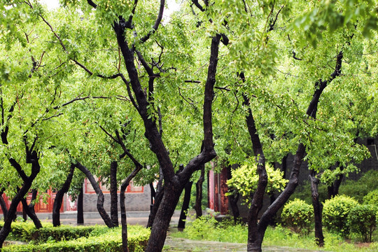 雨后枣树林