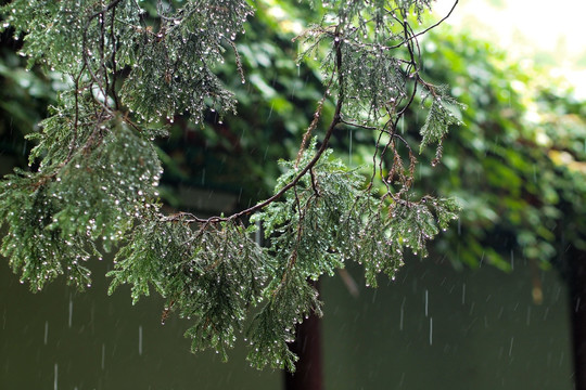 雨水 树叶 水珠