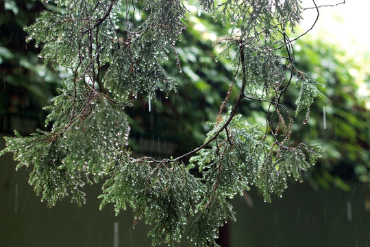 大雨冲刷的柏树叶