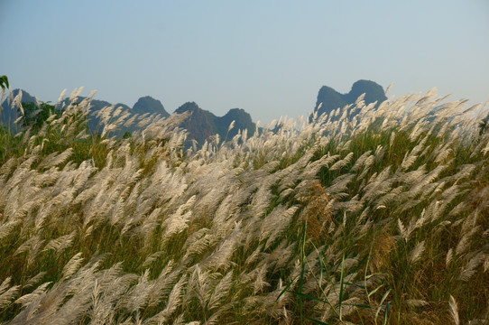 茅草秋景