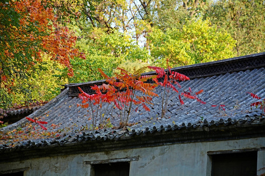 屋顶红叶