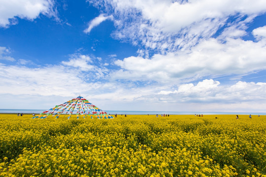 青海湖油菜花